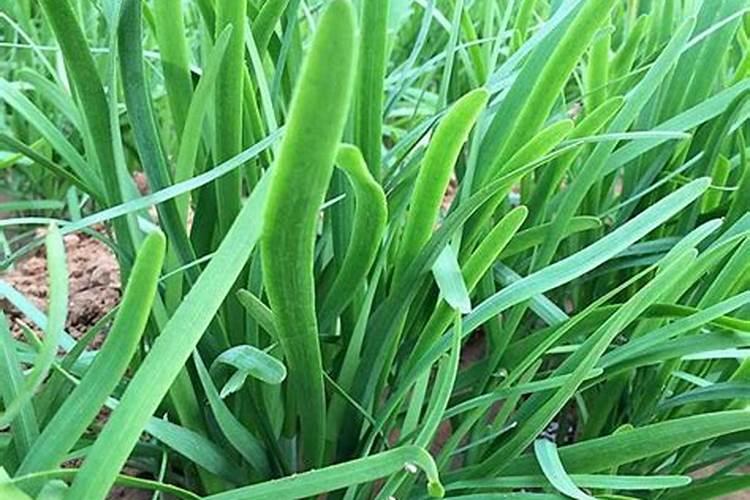 韭菜采收后施什么肥料长得快
