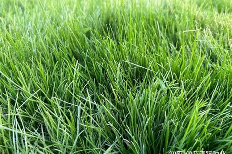 新种的草坪什么时候施肥