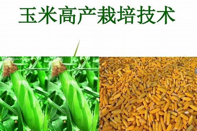玉米使用什么叶面肥好(玉米喷施什么叶面肥效果最好)