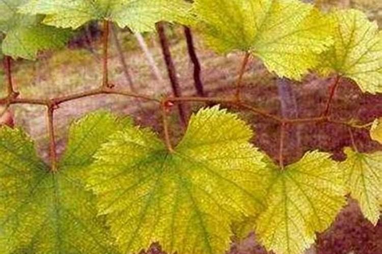 玉米种植流程及管理方法