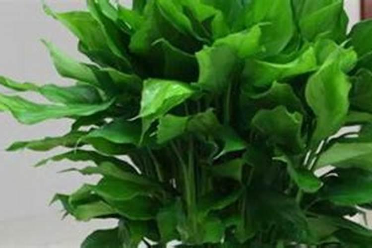 俗称丁豆的植物学名是什么？