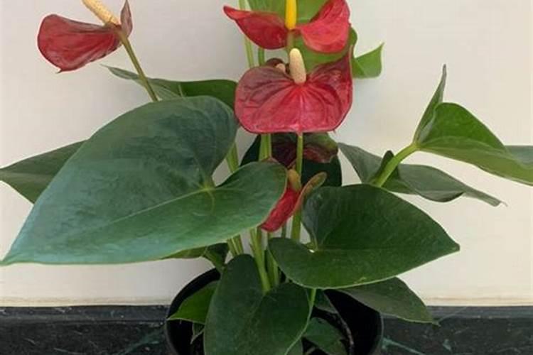 硅肥应该在什么时候使用 硅肥什么时候施最佳