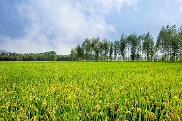 盆栽香菊养护要点有哪些？