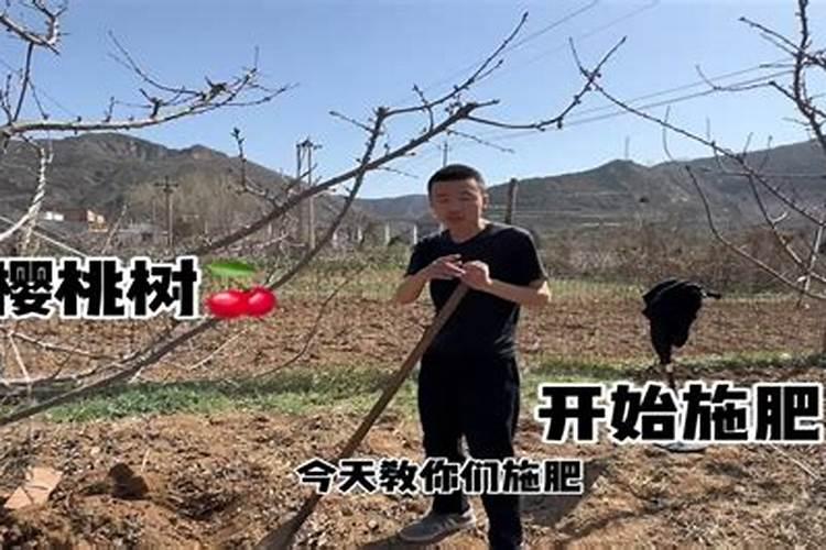 大樱桃施哪种肥料可增大果个？