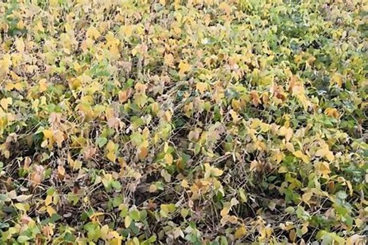 大豆缺钼肥症状及施肥的方法？