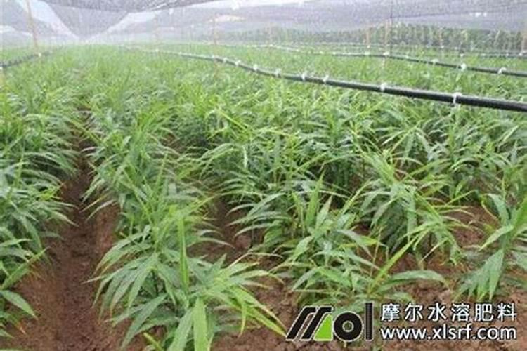家庭养花液体肥料制作方法;家庭养花如何自制肥料