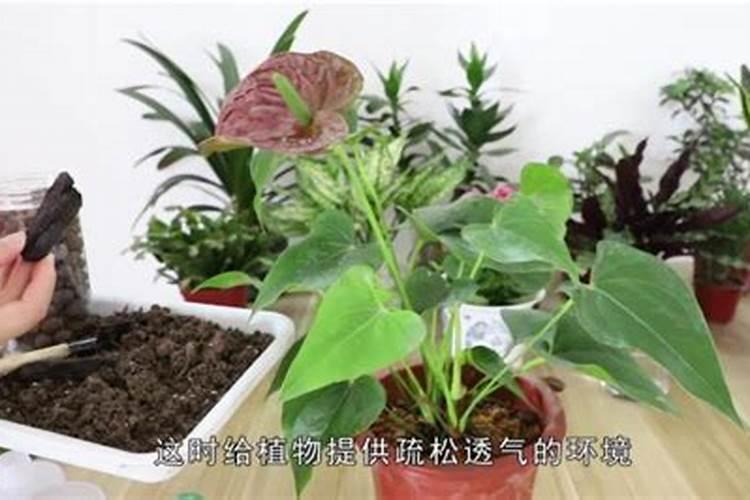 红掌开花期间用什么肥