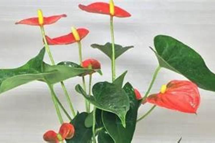 水培红掌怎样才能开花