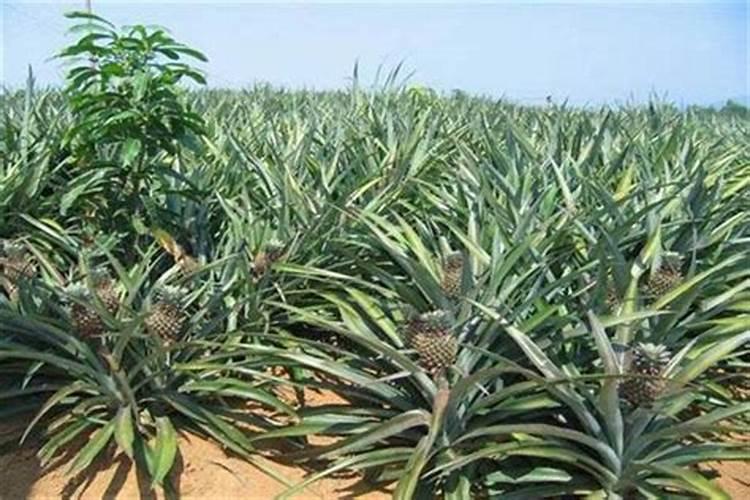 腐植酸钠可以跟尿素一起肥水施肥吗？