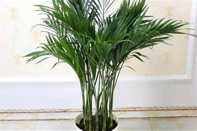 室内木本观叶植物都有哪些？