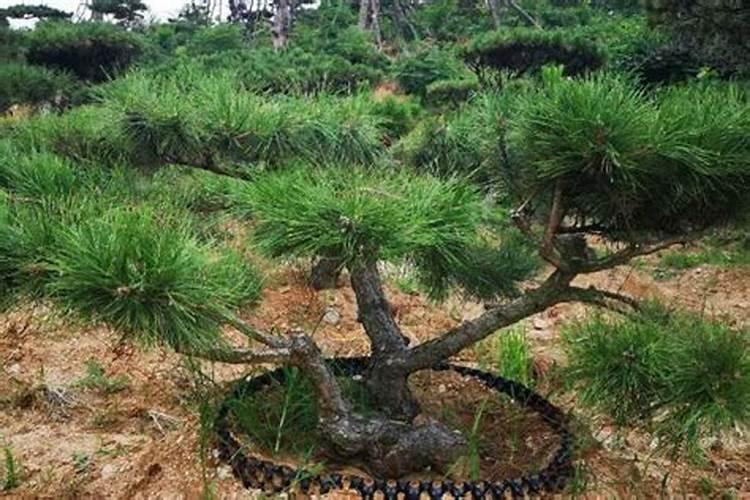 黑松刚换盆土可以喷叶面肥吗？