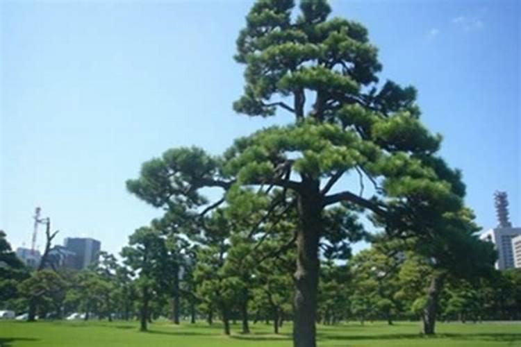 新买回来的黑松怎么养