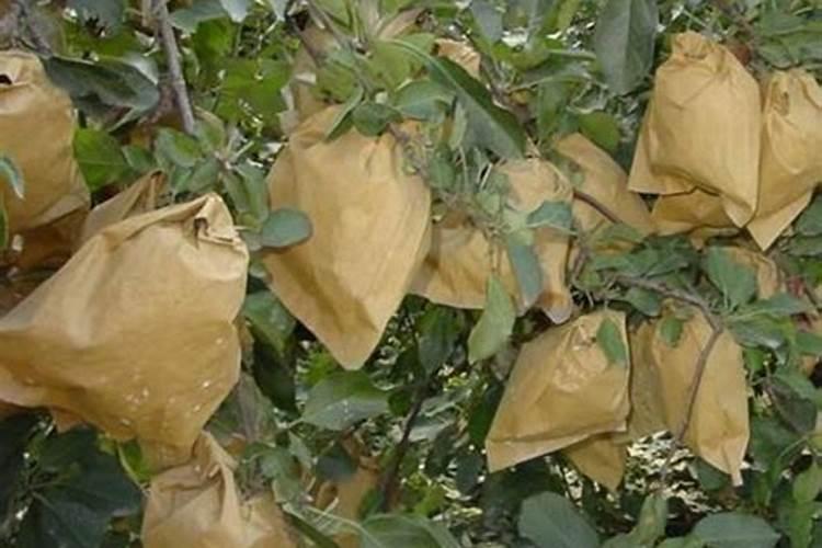 苹果树套完袋后什么时候喂肥？