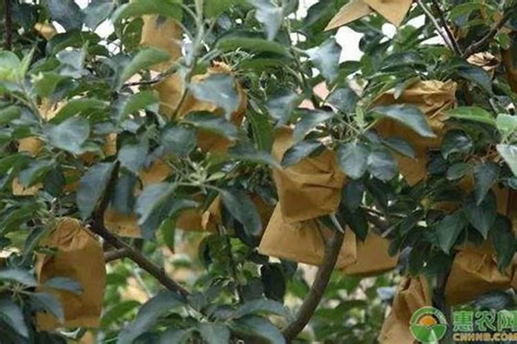 苹果套袋前杀菌药打什么比较好