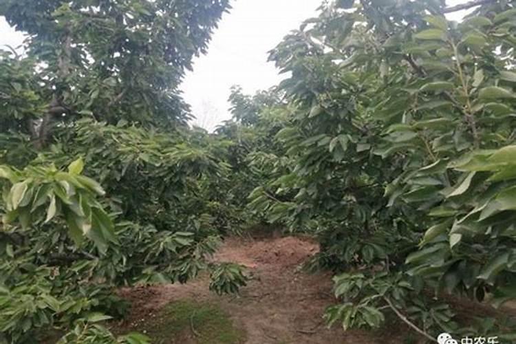 柑橘用什么水溶肥好