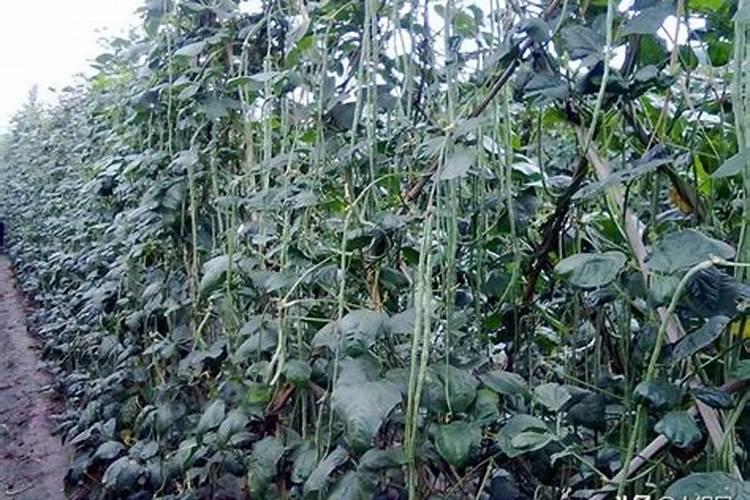 种植豇豆在花期,对水肥的要求都有哪些？