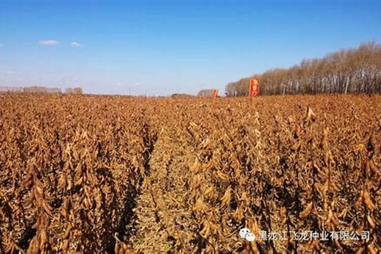 大豆叶面肥哪种好