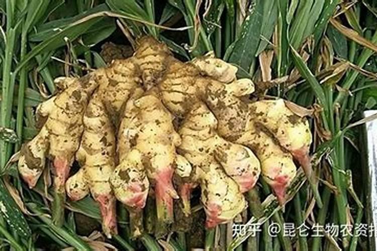 生姜种植什么时候需要施钙肥