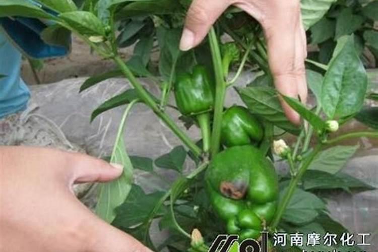 钙肥是什么肥料