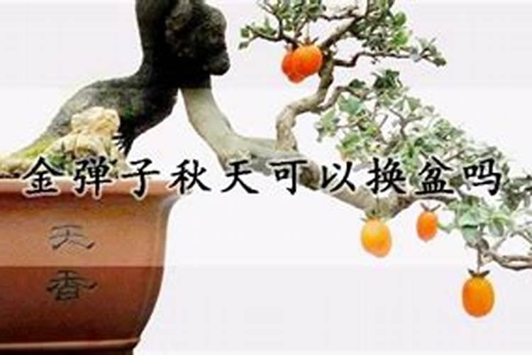 金弹子上盆时间与养护方法