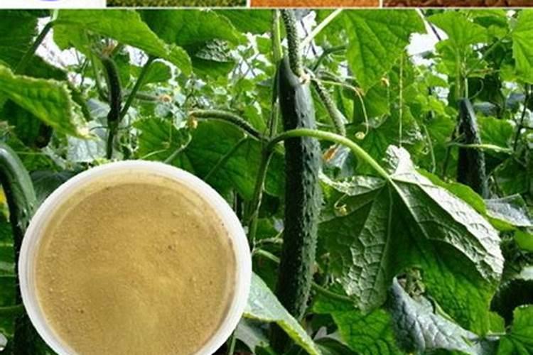 腐植酸肥料的使用方法有人知道吗？