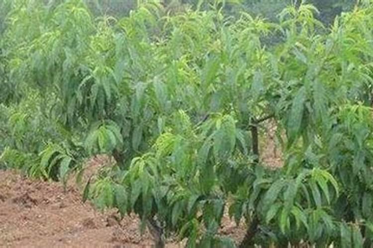 爬藤月季春季施什么肥料？