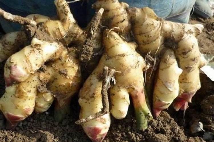 种植大姜后期用什么肥料好？