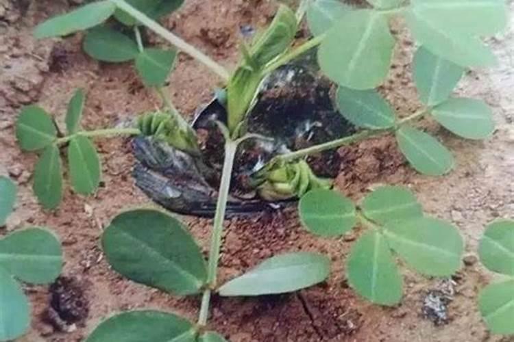 花生需要施什么肥结果多 施几次肥产量高