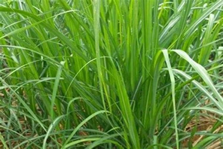 种植牧草用什么肥料好