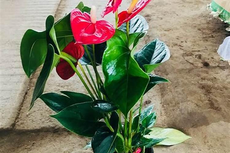 红掌开花时能施肥吗