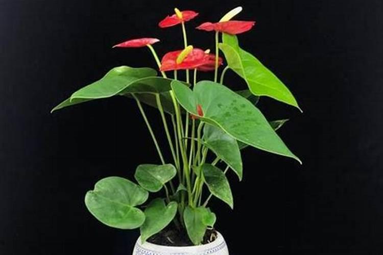 红掌开花时施肥好不好