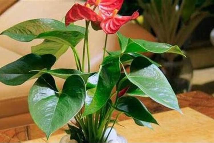 怎样给红掌下肥施什么肥能开花？