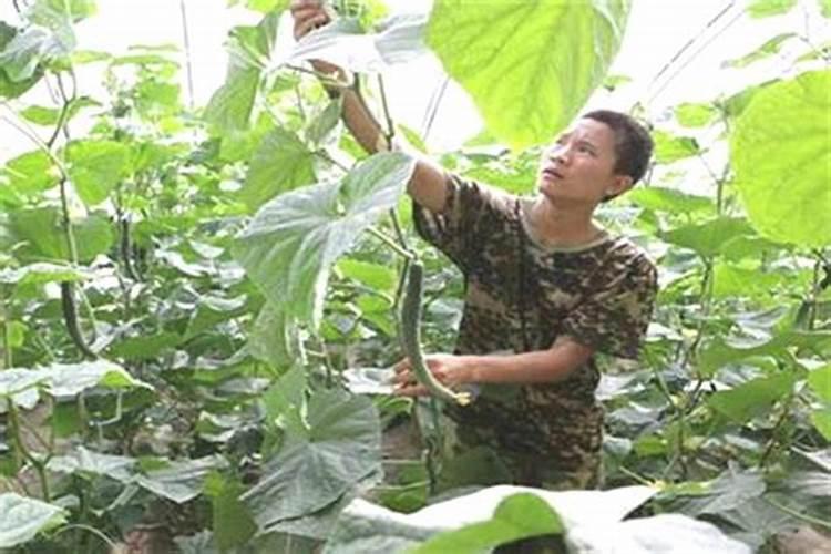 红薯用什么肥料会高产