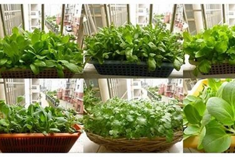 大白菜最适合用什么肥做追肥