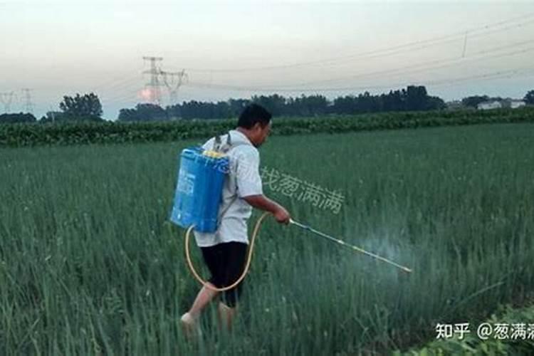 大葱叶面喷什么肥料好 用什么肥料长的快