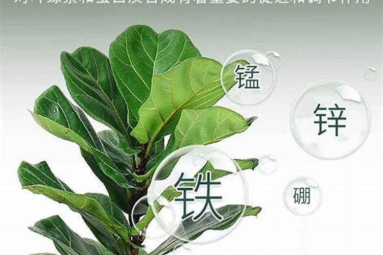 蓝莓膨果期施什么肥比较好