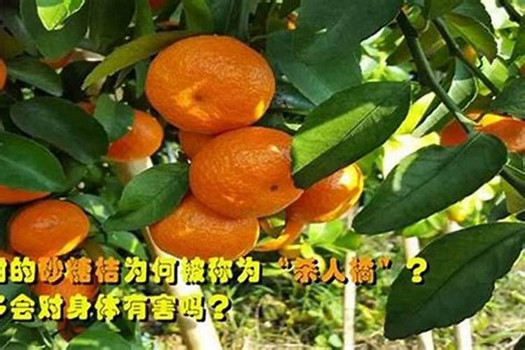 砂糖桔果树的叶子发黄,这种情况该怎么办？