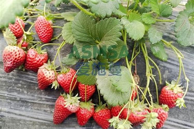 液体钙肥兑多少水冲施不烧根
