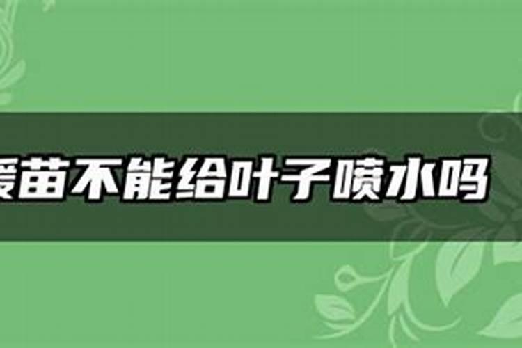 甜菜什么时侯喷叶面肥