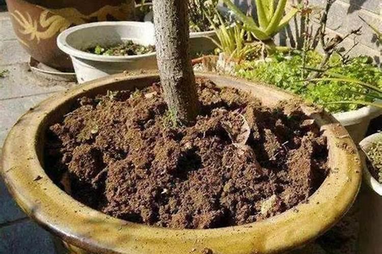 可以直接把磷酸二氢钾倒进花盆浇花吗。