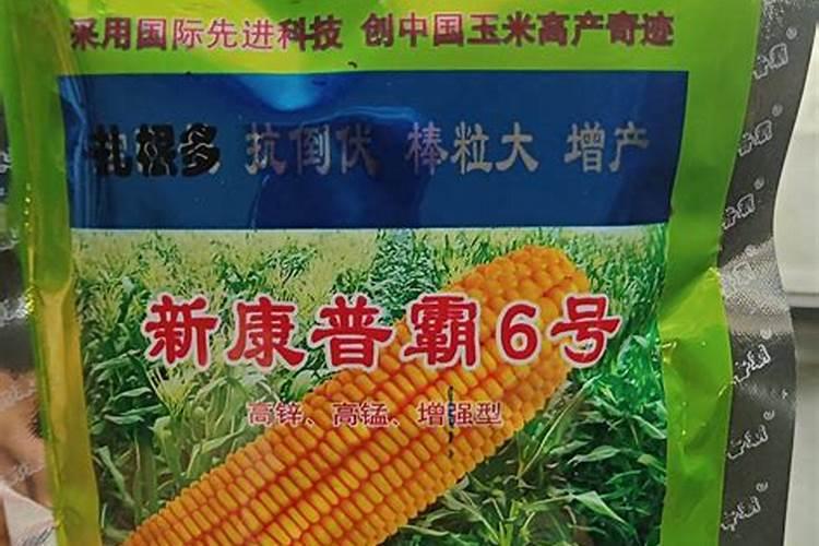 桂花树浇水几天一次？要注意什么？