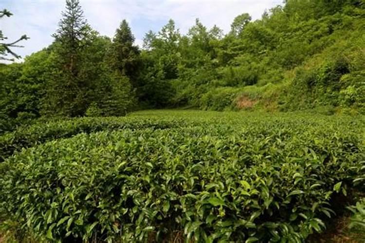 野生茶与种植茶有什么区别