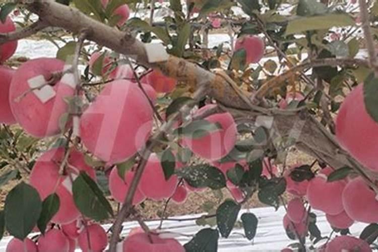 苹果树三月份施什么肥