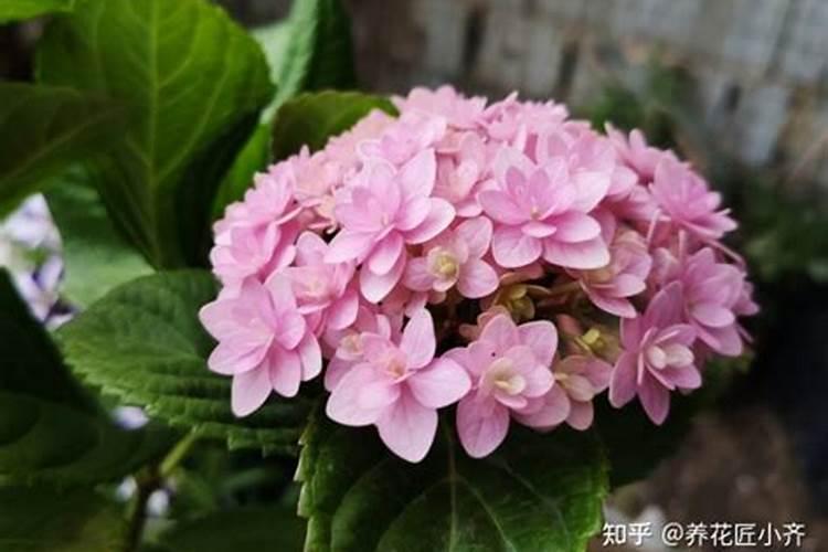 绣球花施什么肥