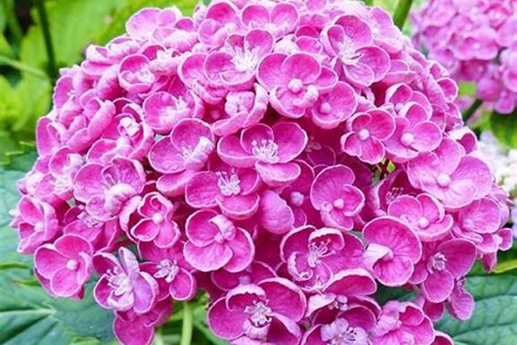 新买的绣球花怎么养