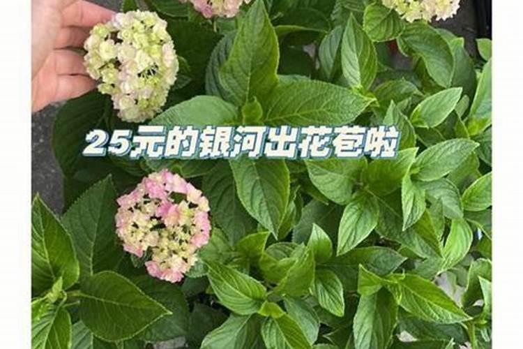 绣球花施什么肥最好