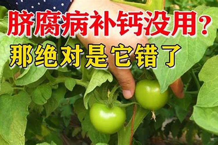 为什么开花要用磷肥