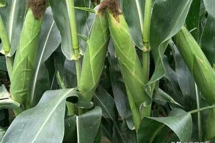 茶花用什么肥料好,茶花的四季施肥方法