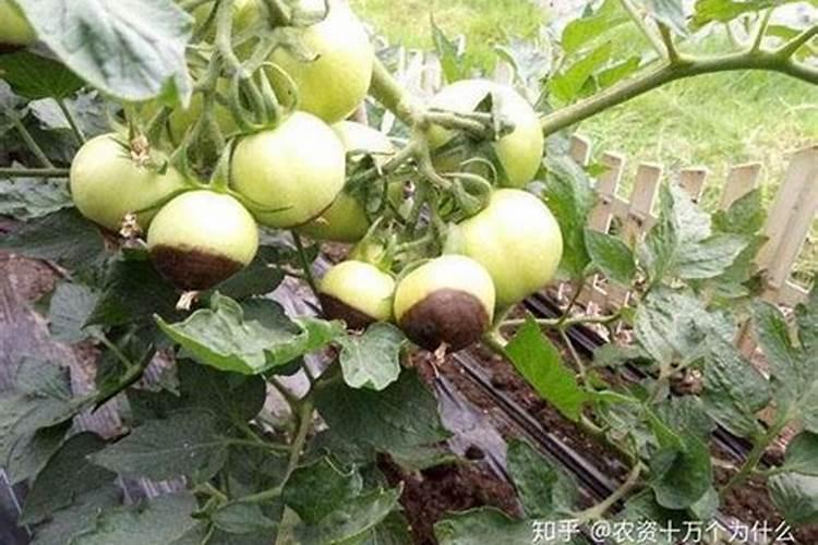 辣椒脐腐病发病因素