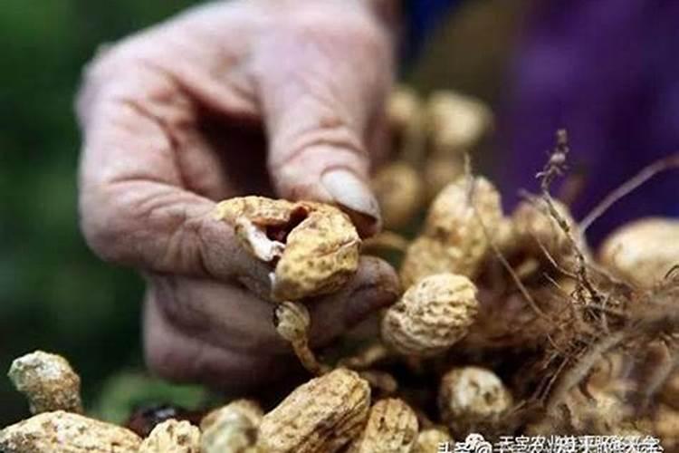 春季果树上什么时候补钙效果好？